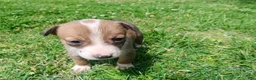 Mixed Breed dogs for sale: Mixed Breed Puppy 7 - Ad 5