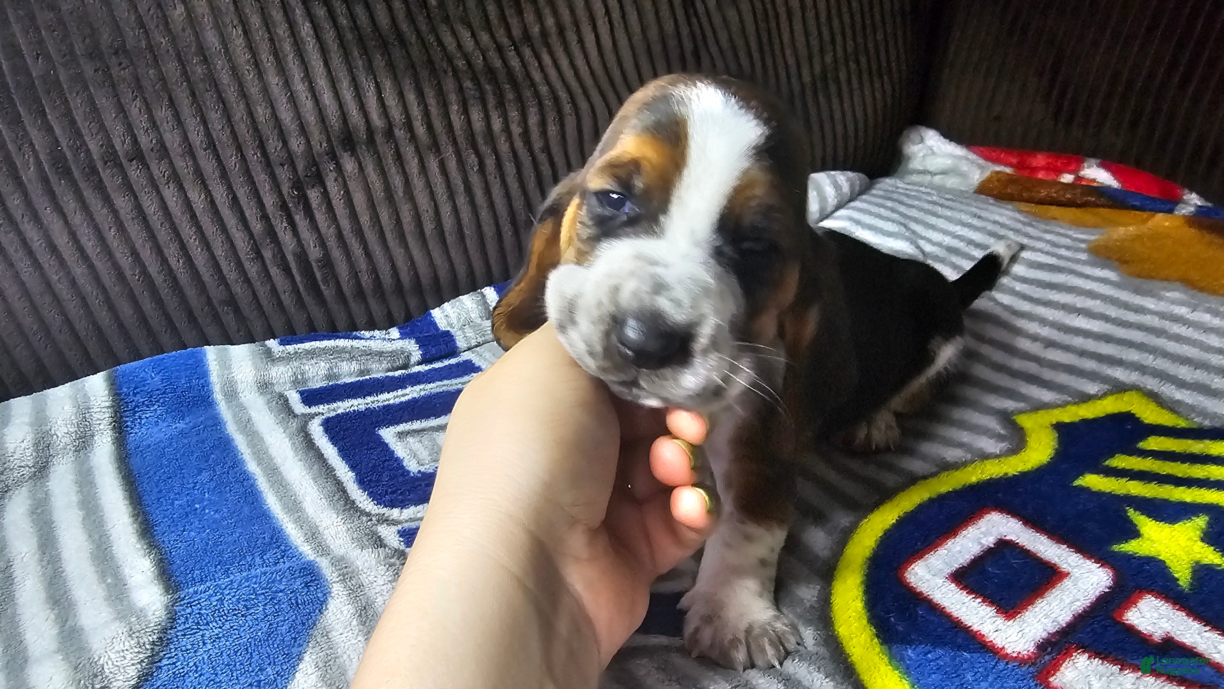 Basset Hound dogs Basset Hound 2 - Ad 28