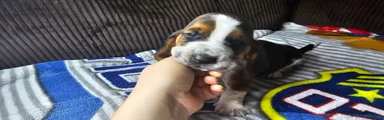 Basset Hound 2