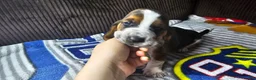 Basset Hound dogs for sale: Basset Hound 2 - Ad 1