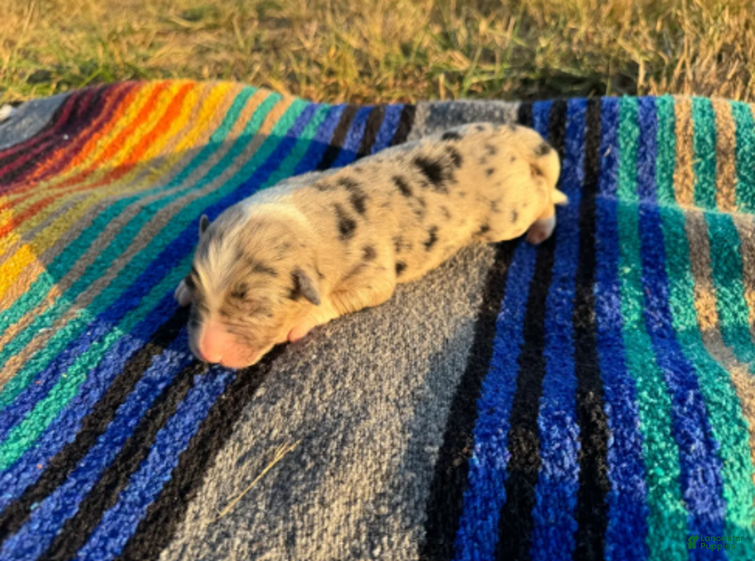 Australian Shepherd dogs for sale: Blue Merle Male - Ad 2