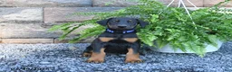 Doberman Pinscher dogs for sale: Pepsi - Ad 1
