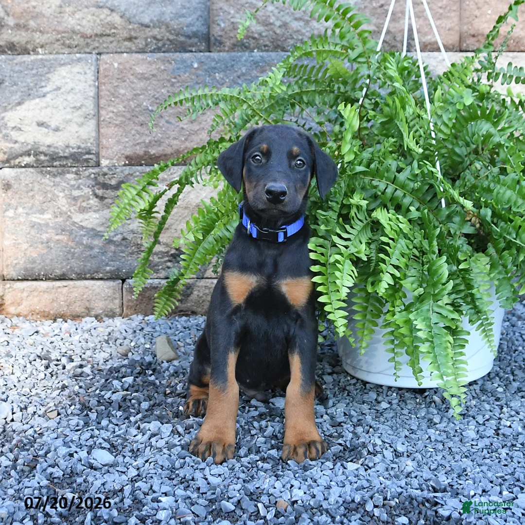 Doberman Pinscher dogs for sale: Pepsi - Ad 1