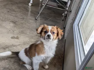 Papillon dogs Champ - Ad 42