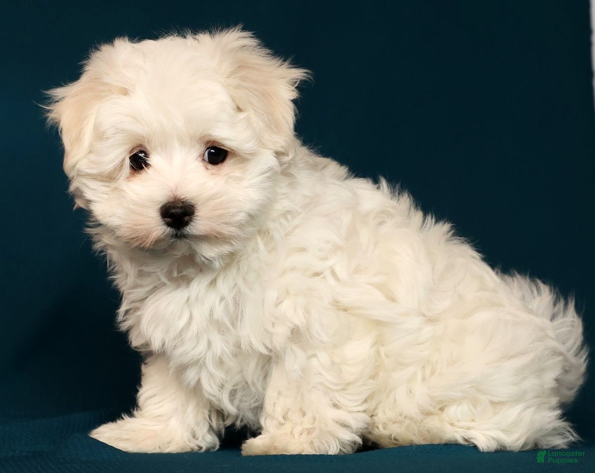 Maltese dogs Molly - Ad 41