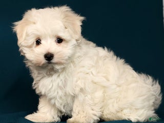 Maltese dogs Molly - Ad 22