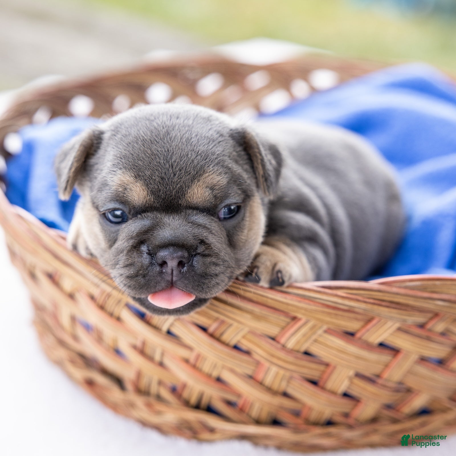 French Bulldog dogs Peter - Ad 1
