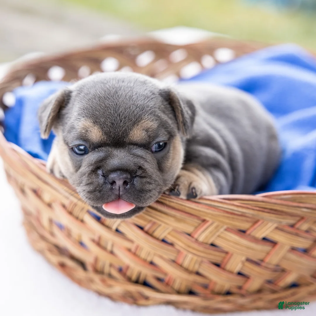 French Bulldog dogs for sale: Peter - Ad 1