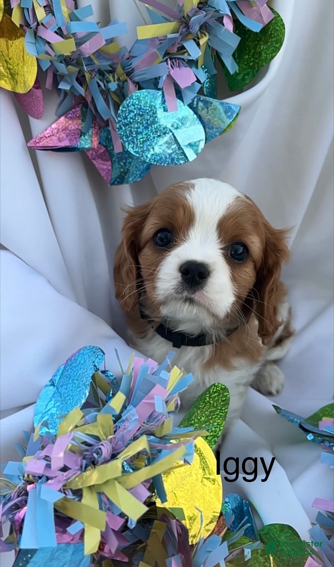 Cavalier King Charles Spaniel dogs Iggy - Ad 2