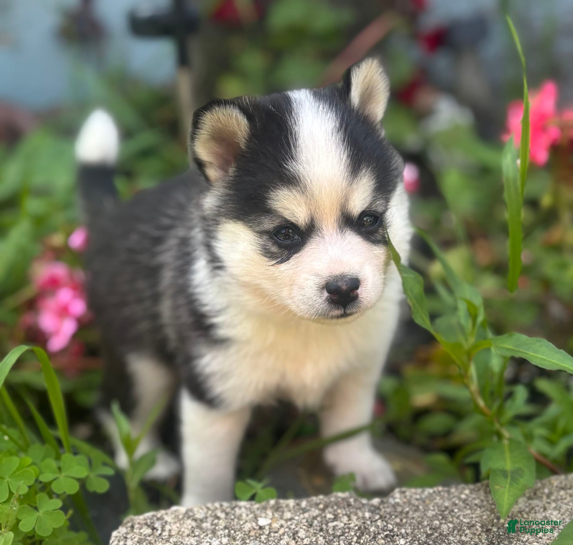 doberman husky husky mutt puppies