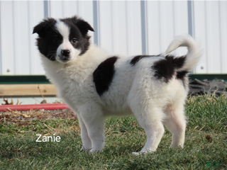 American Eskimo dogs Zanie - Ad 22