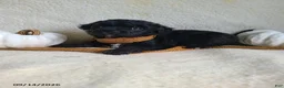 Lhasapoo dogs for sale: Coke - Ad 4