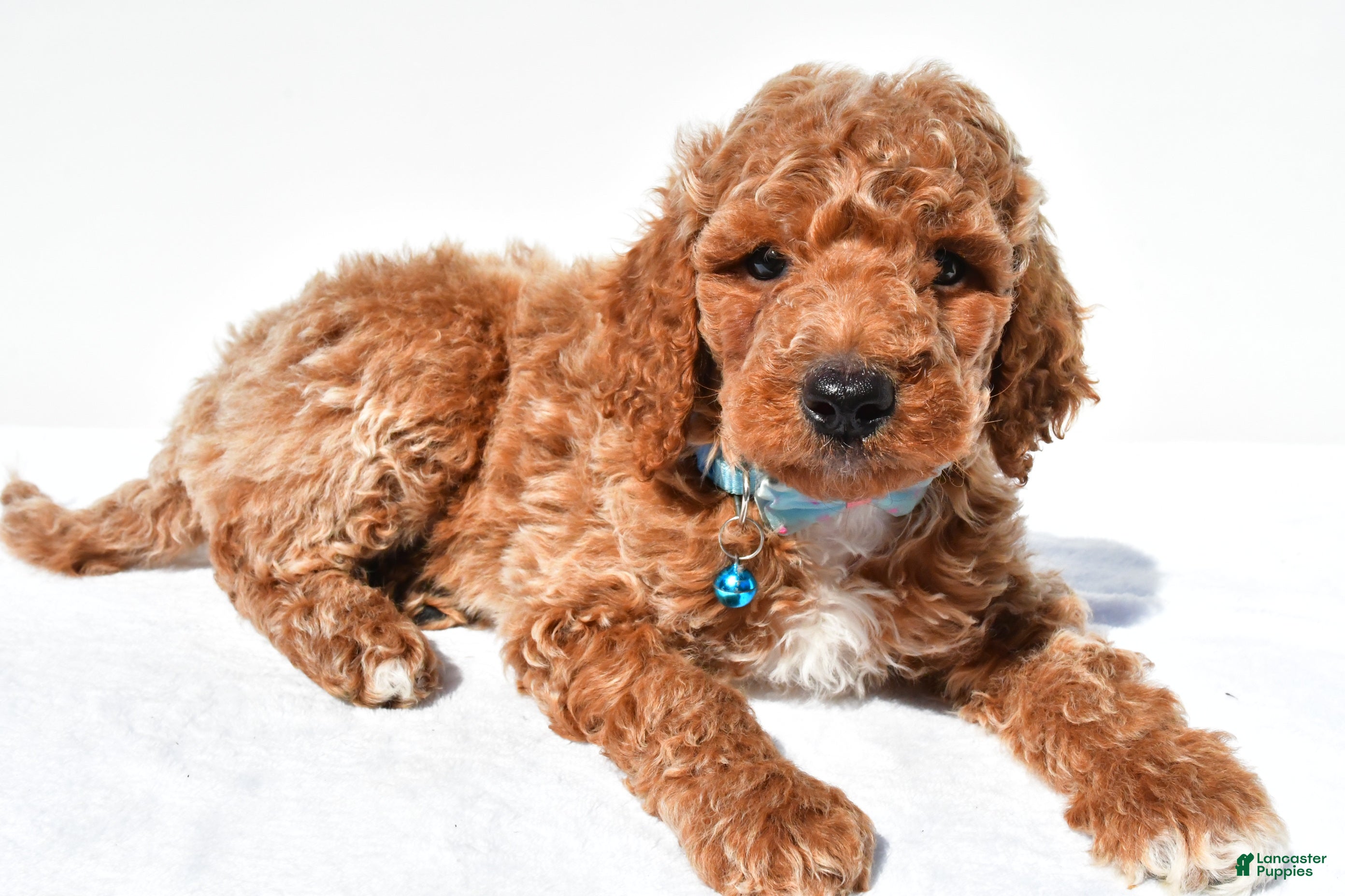 Standard Poodle dogs Arthur - Ad 2