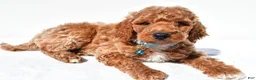 Standard Poodle dogs for sale: Arthur - Ad 3