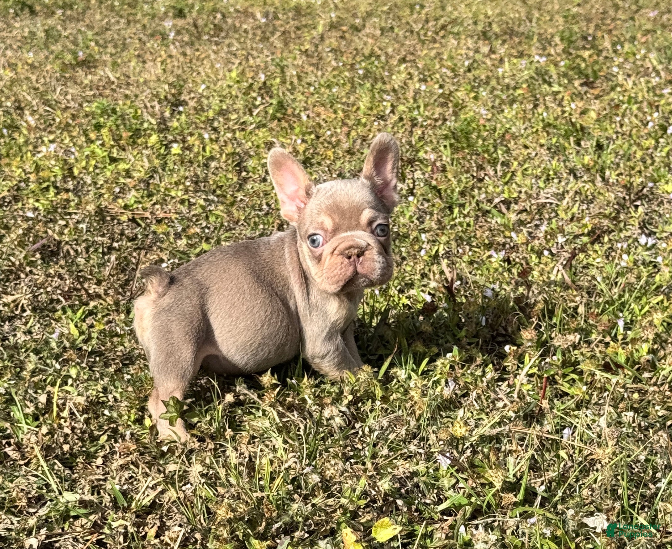 French Bulldog dogs French Bulldog Puppy 4 - Ad 4