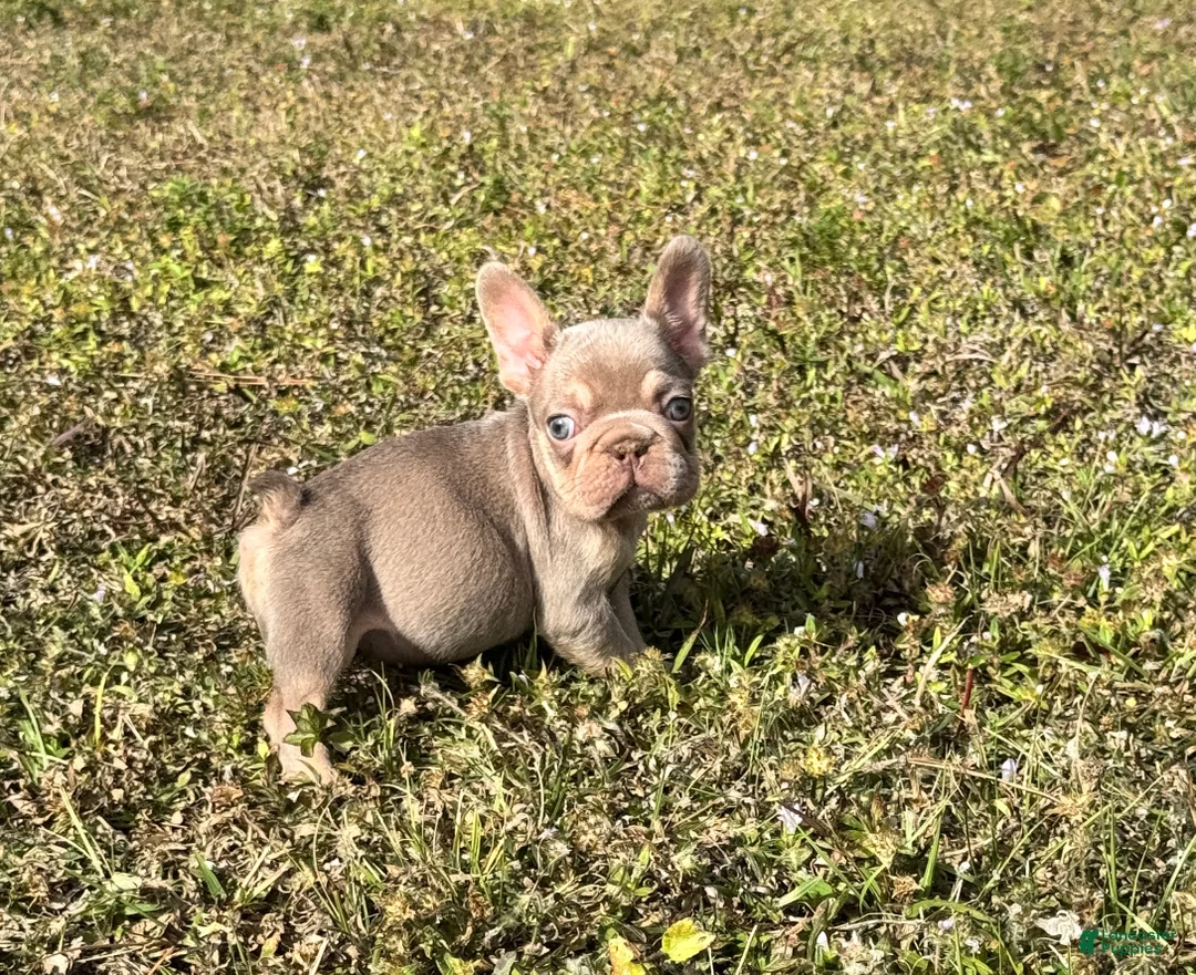 French Bulldog dogs for sale: French Bulldog Puppy 4 - Ad 1