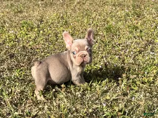 French Bulldog dogs French Bulldog Puppy 4 - Ad 4