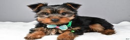 Morkie dogs for sale: Patrick - Ad 1
