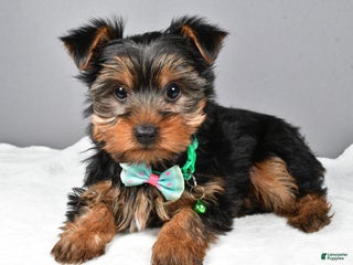 Morkie dogs Patrick - Ad 30