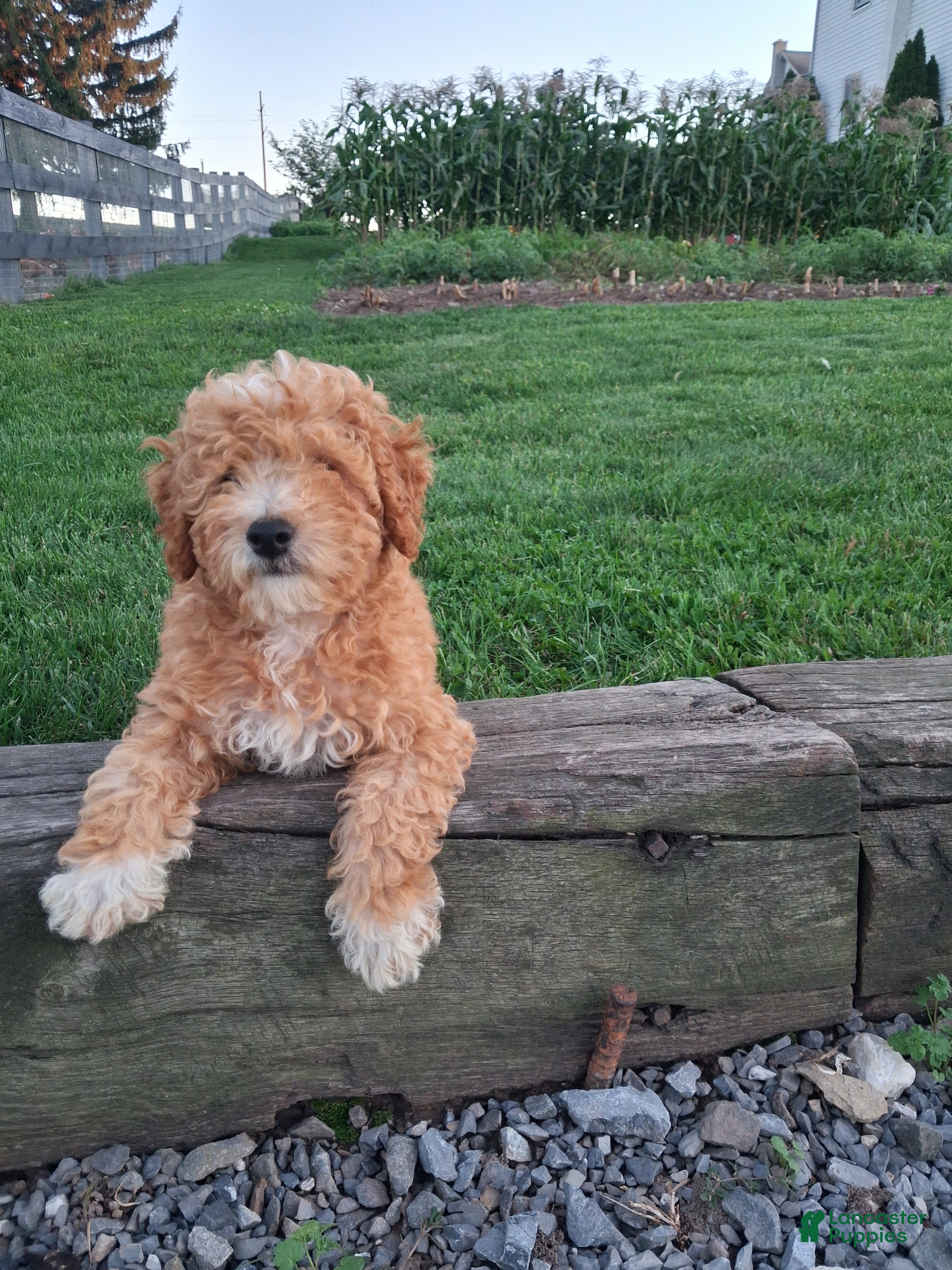 Miniature Poodle dogs Asher - Ad 2