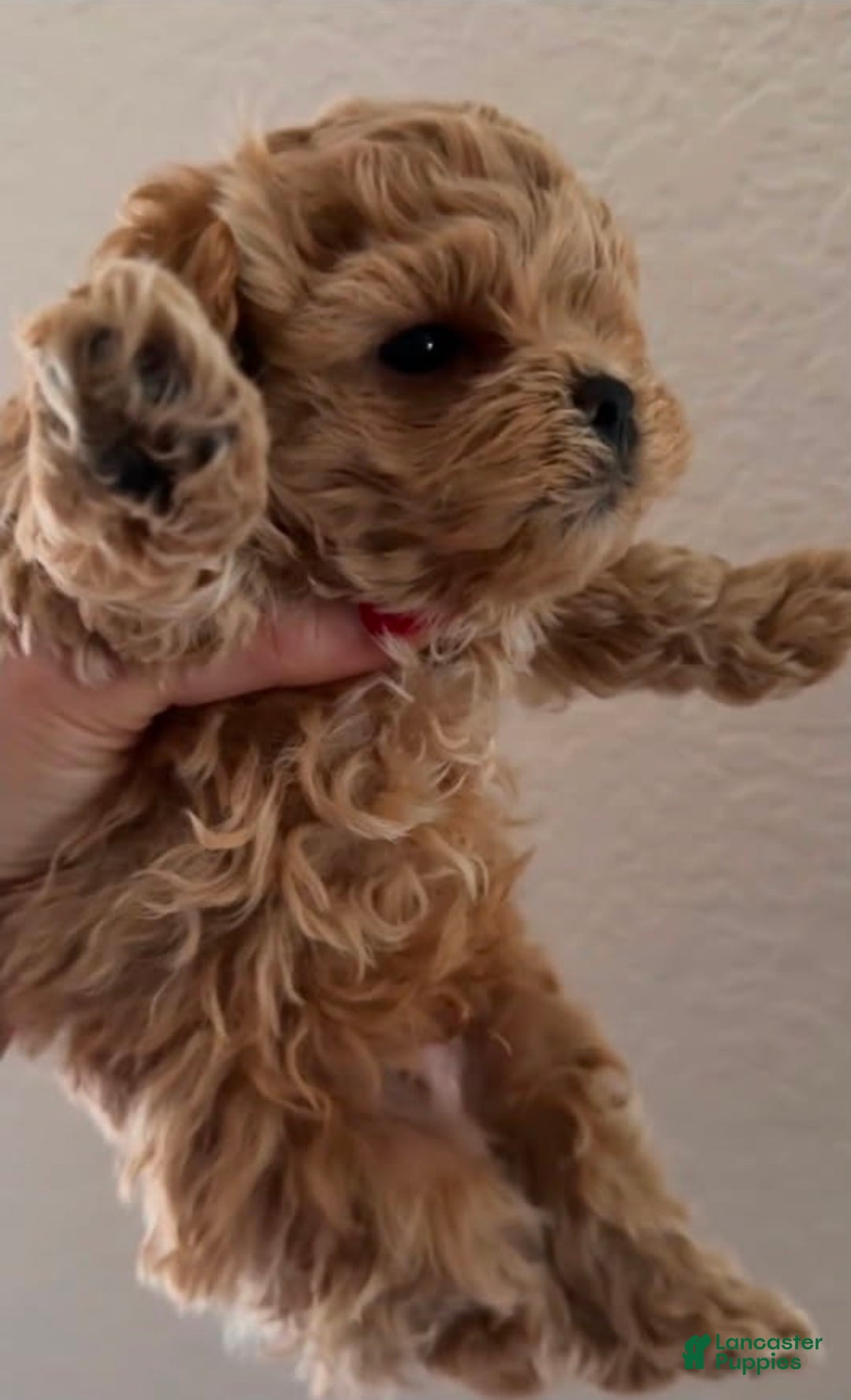 Yorkiepoo dogs Yorkiepoo Puppy 4 - Ad 8