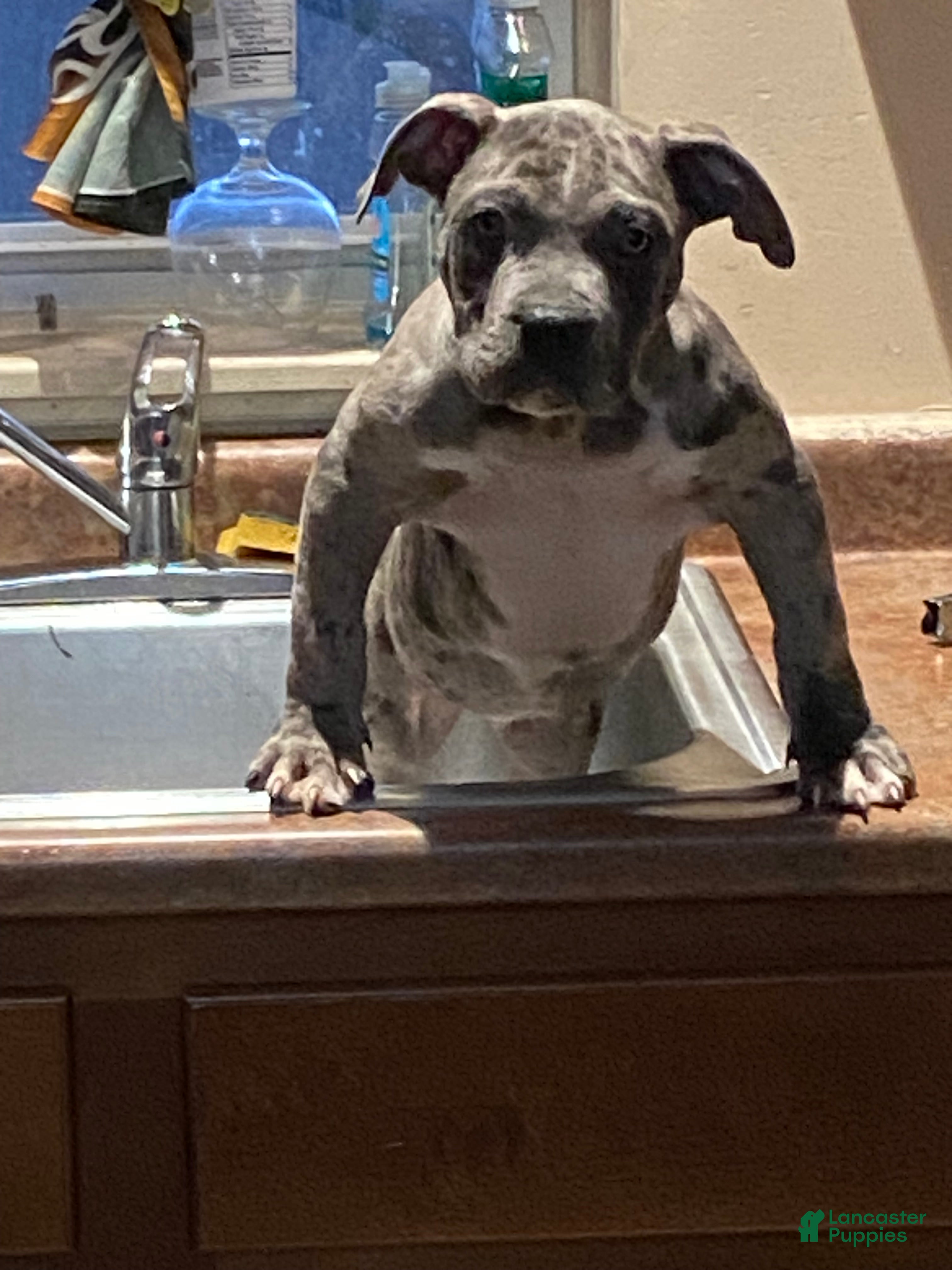American Bully dogs American Bully Puppy 1 - Ad 39