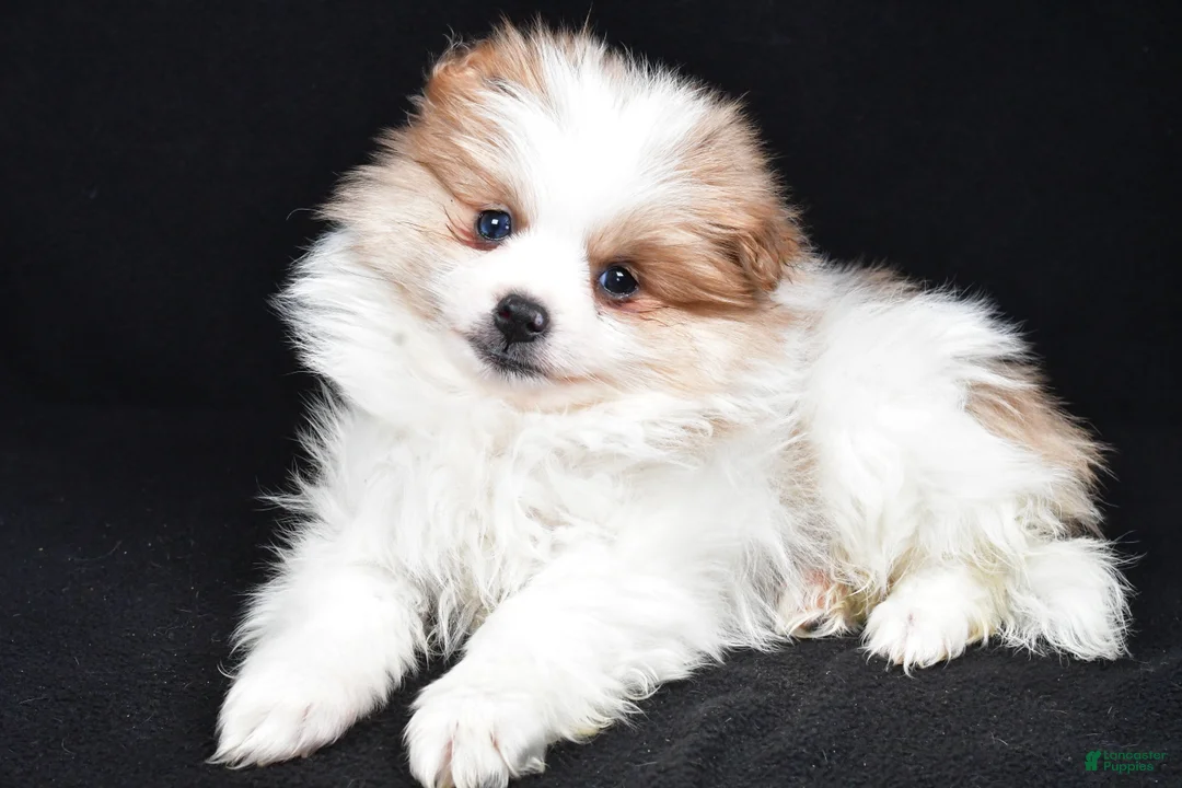 Pomeranian dogs for sale: Tripp - Ad 2