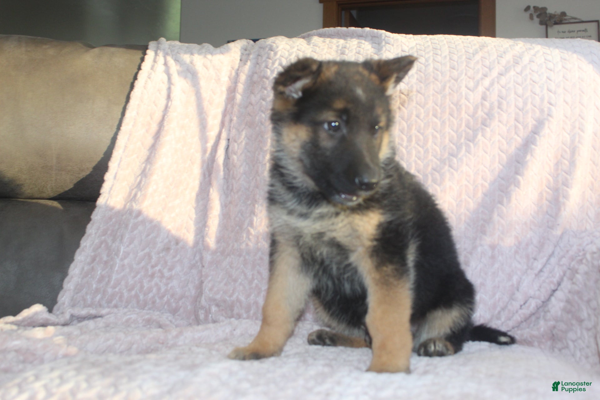 German Shepherd dogs Blake  - Ad 1