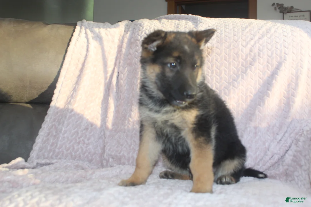 German Shepherd dogs for sale: Blake  - Ad 1