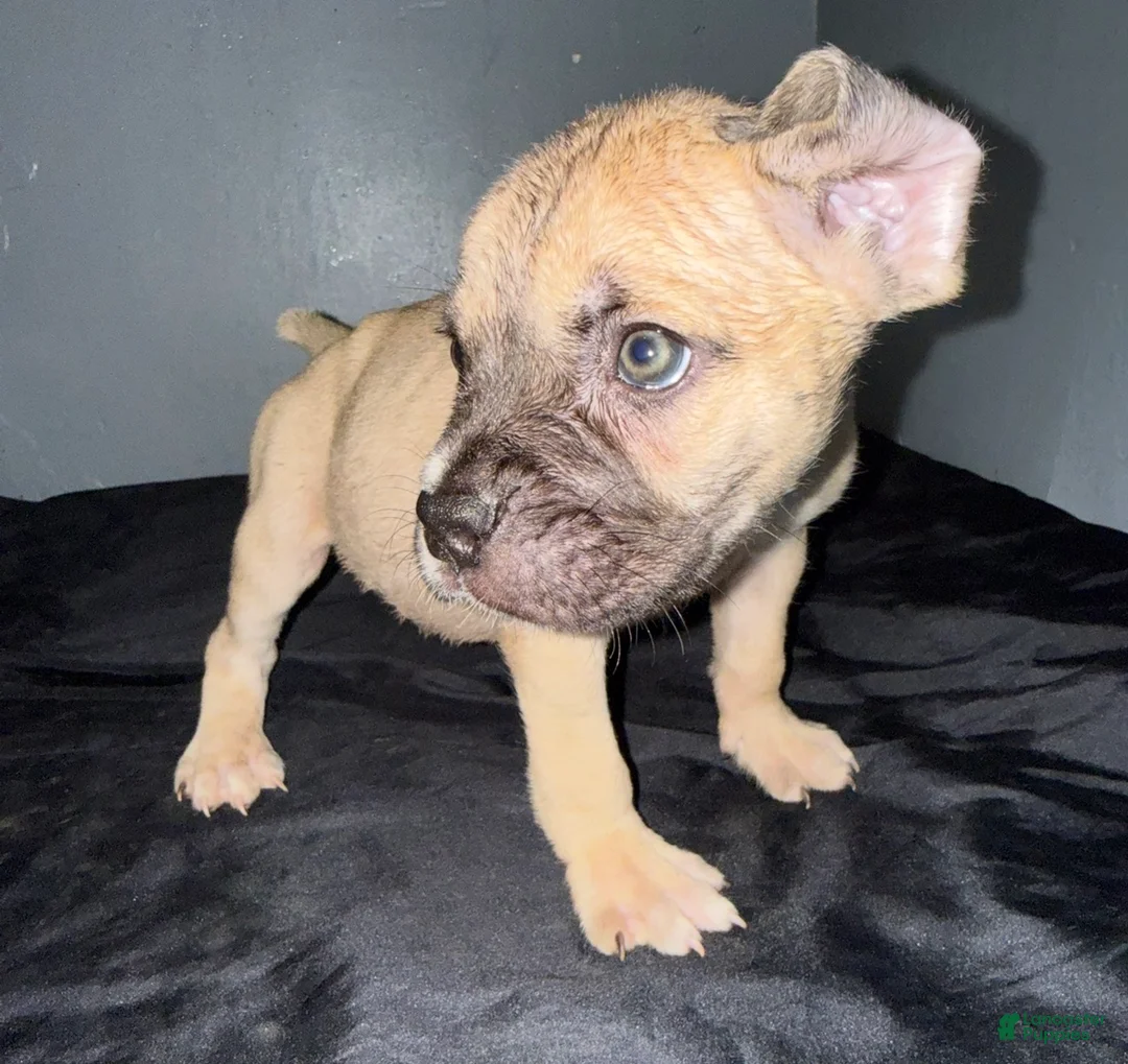 Cane Corso dogs for sale: Goldie - Ad 2