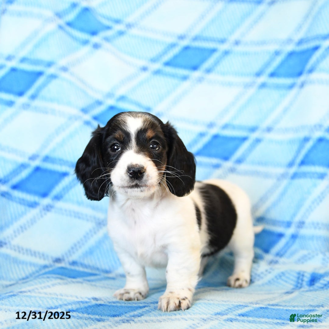 Miniature Dachshund dogs for sale: Snuffles - Ad 1