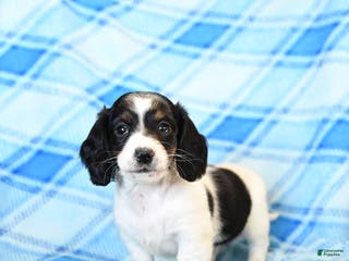 Miniature Dachshund dogs Snuffles - Ad 37