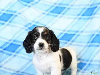 Miniature Dachshund dogs Snuffles - Ad 38