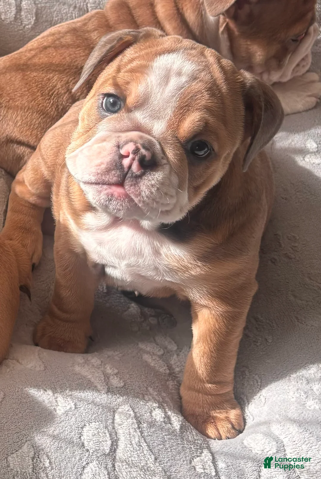English Bulldog dogs for sale: Nova - Ad 1