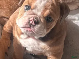 English Bulldog dogs Nova - Ad 15