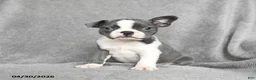 Boston Terrier dogs for sale: Twyla - Ad 1