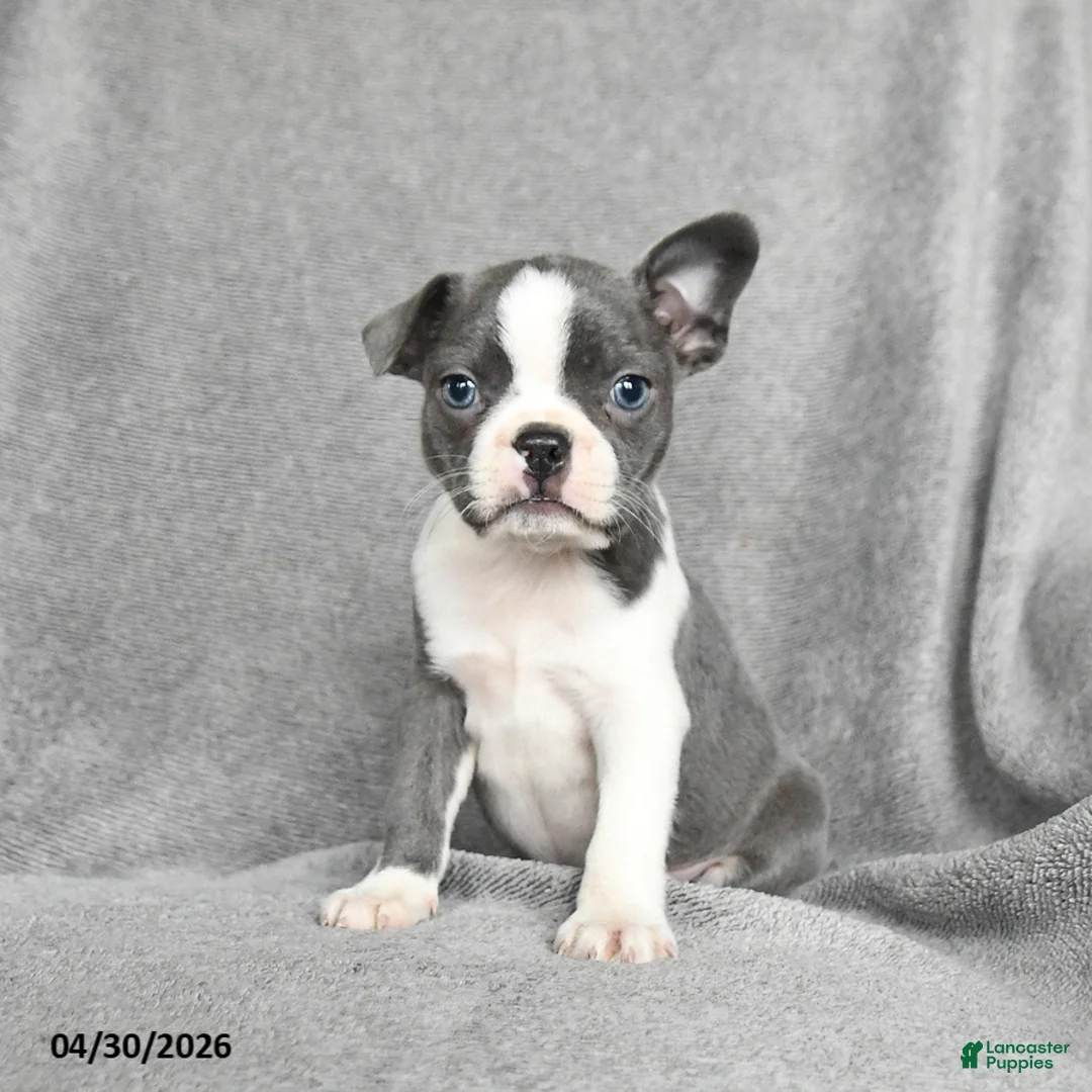 Boston Terrier dogs for sale: Twyla - Ad 1