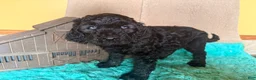 Labradoodle dogs for sale: Labradoodle 3 - Ad 3