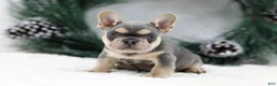 French Bulldog dogs for sale: Kasper - Ad 5