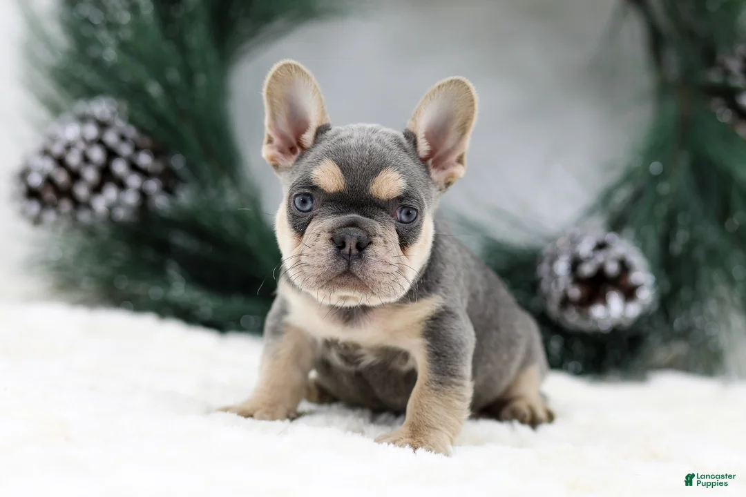 French Bulldog dogs for sale: Kasper - Ad 5