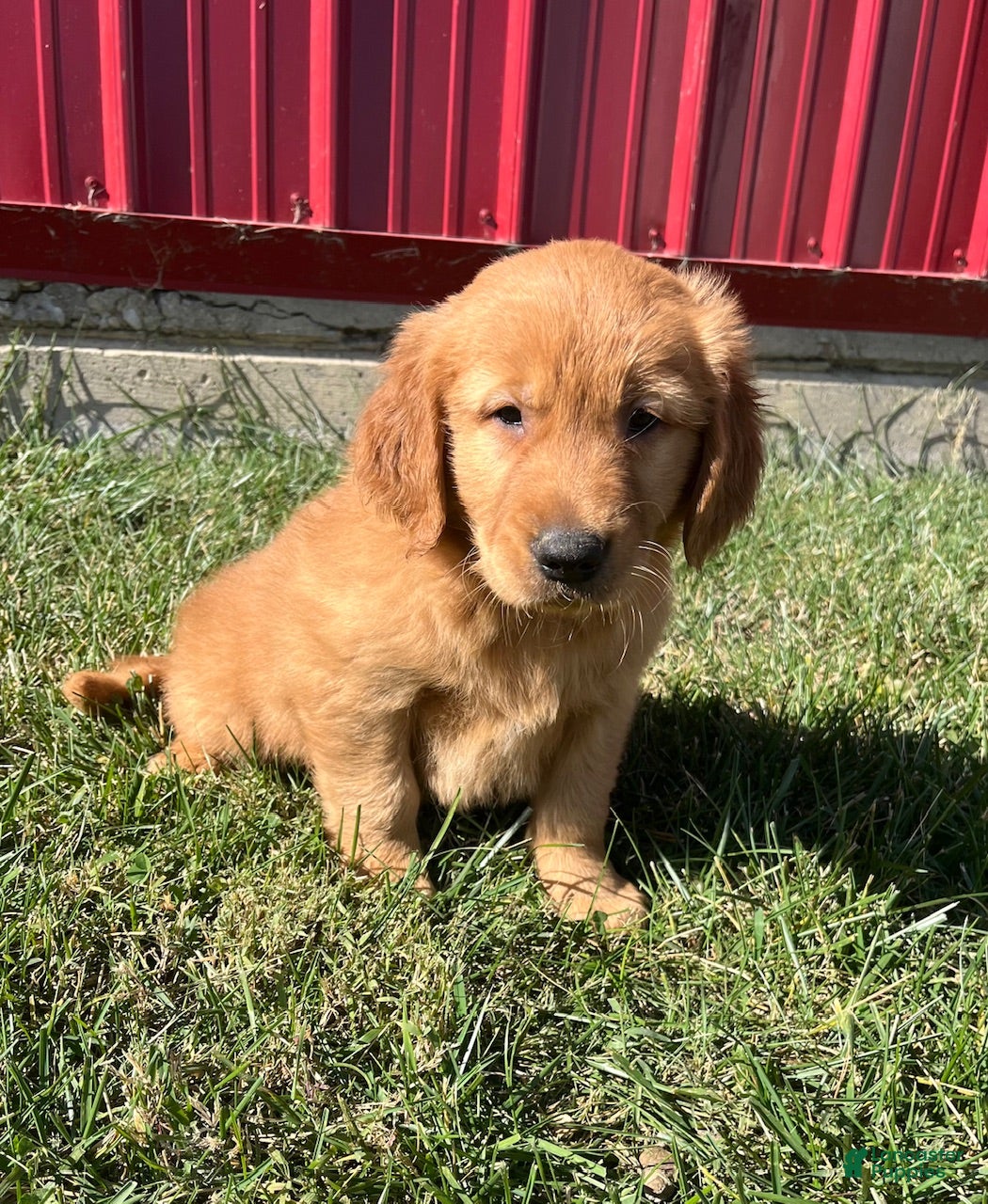 Golden Retriever dogs Miley - Ad 24