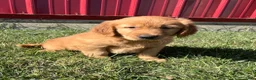 Golden Retriever dogs for sale: Miley - Ad 1