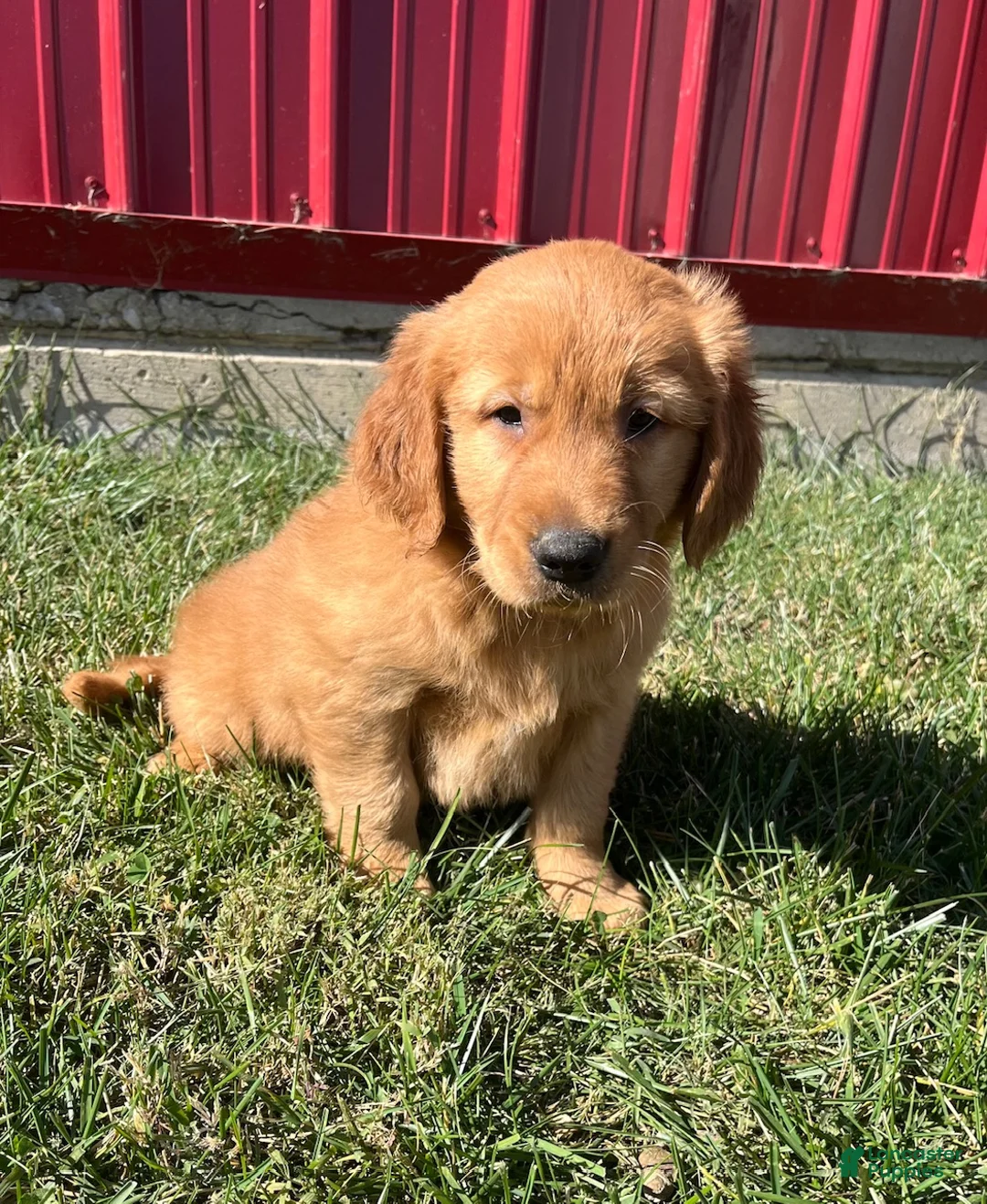 Golden Retriever dogs for sale: Miley - Ad 1