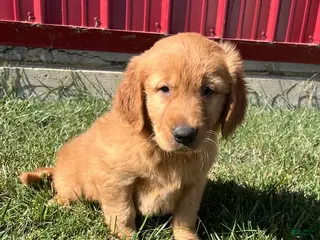 Golden Retriever dogs Miley - Ad 24