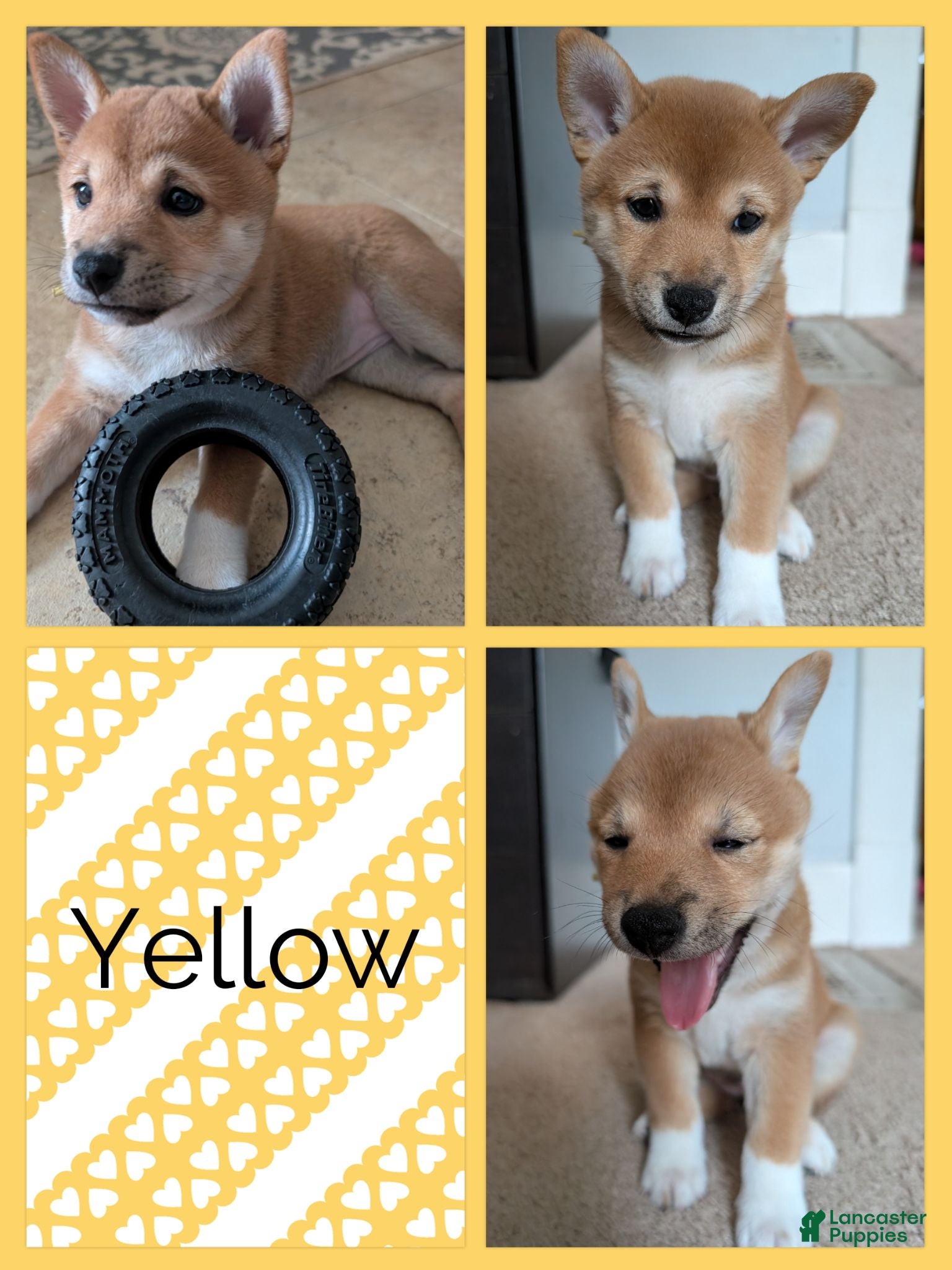 Shiba Inu dogs Daffodil - Ad 39