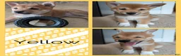 Shiba Inu dogs for sale: Daffodil - Ad 1