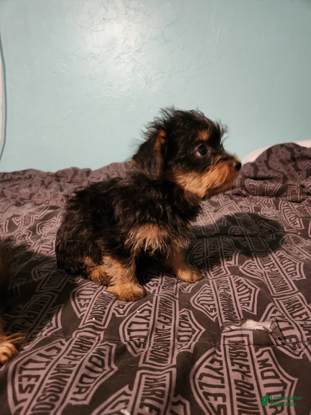 Yorkshire Terrier dogs for sale: Yorkshire Terrier 3 - Ad 2