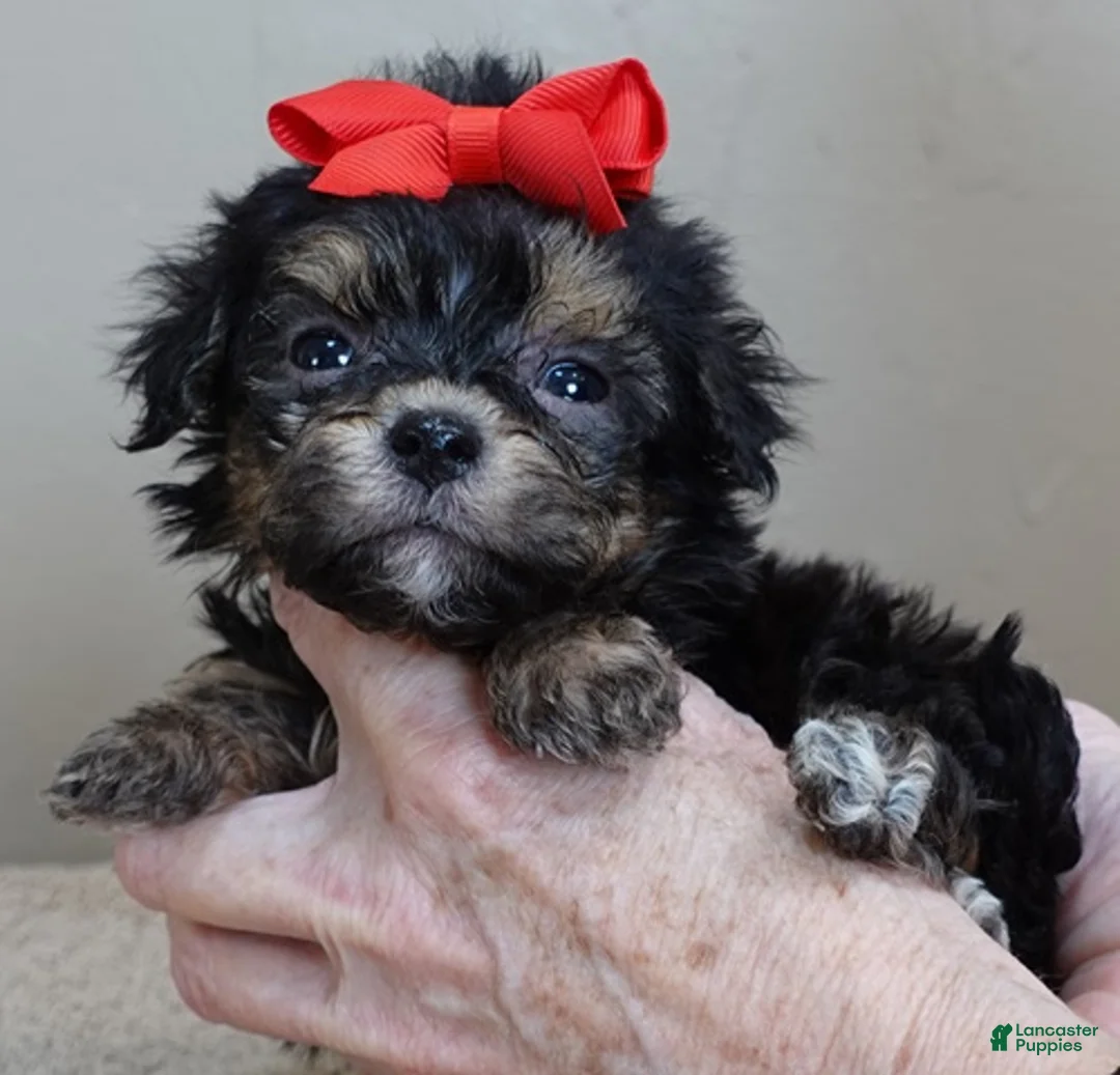 Maltipoo dogs for sale: Zircon - Ad 10