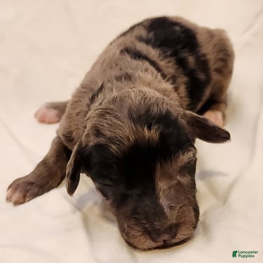 Mini Aussiedoodle dogs for sale: Pixie_Female Blue Merle Mini-Aussiedoodle - Ad 9