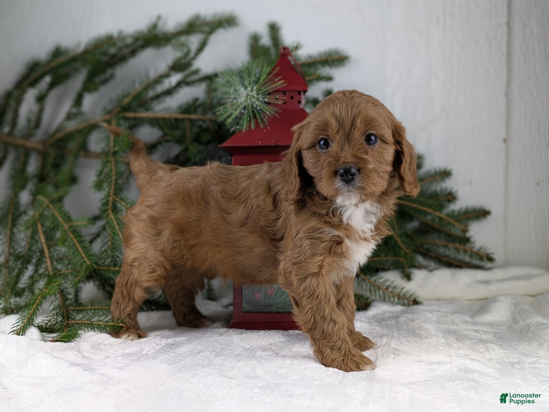 Cavapoo dogs for sale: Nicklous  - Ad 2